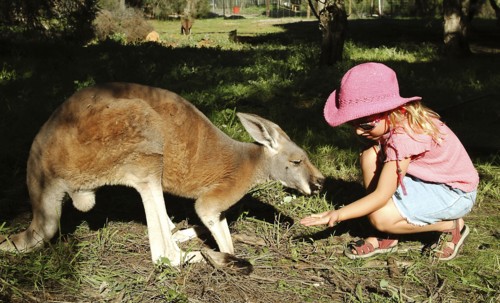 AUSTRALIA, Animals, Your girl feeding a kangaroo.