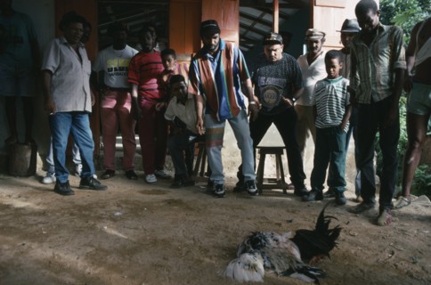 ST LUCIA, Zenon, Group of men and boys watching cockfight.