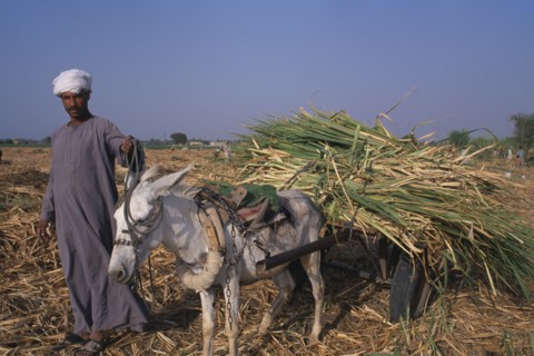 EGYPT, Nile Valley, Luxor, Sugar Harvest.  A man leading a donkey carrying bundles of crop