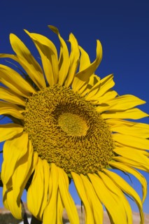 AFGHANISTAN, Bamiyan Province, Bamiyan , Sunflower