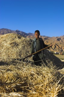 AFGHANISTAN, Bamiyan Province, Bamiyan, Boy threshing