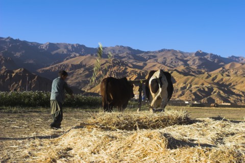 AFGHANISTAN, Bamiyan Province, Bamiyan, Boys threshing with oxen
