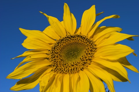 AFGHANISTAN, Bamiyan Province, Bamiyan, Sunflower