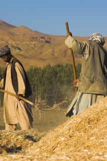 AFGHANISTAN, Bamiyan Province, Bamiyan, Men threshing