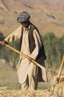 AFGHANISTAN, Bamiyan Province, Bamiyan, Man threshing