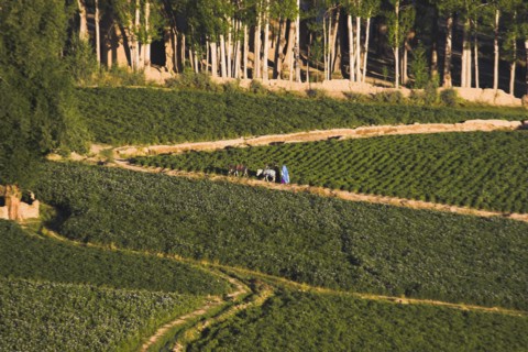 AFGHANISTAN, Bamiyan Province, Bamiyan, People walk with donkey along path through fields in the