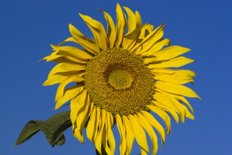 AFGHANISTAN, Bamiyan Province, Bamiyan, Sunflower
