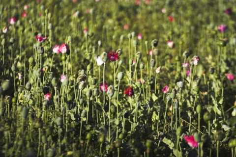 AFGHANISTAN, Flora & Fauna, Poppy field between Daulitiar and Chakhcharan