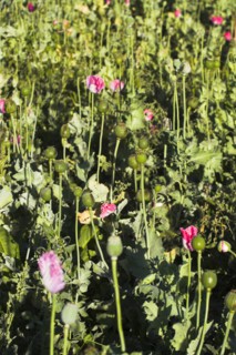 AFGHANISTAN, Flora & Fauna, Poppy field between Daulitiar and Chakhcharan