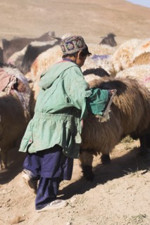 AFGHANISTAN, between Chakhcharan and Jam, Agriculture, Shepard boy tending his flock