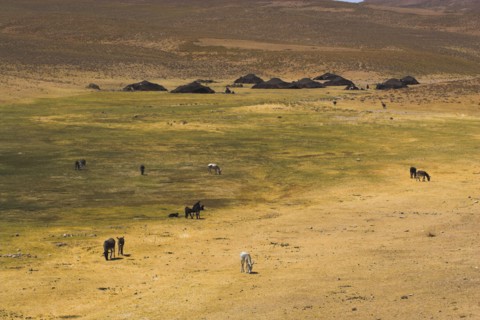 AFGHANISTAN, Desert, Aimaq nomad camp between Chakhcharan and Jam