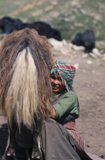 NEPAL, Mustang, Nomads, Tibetan nomad girl milking her yak in camp on the Summer pastures.