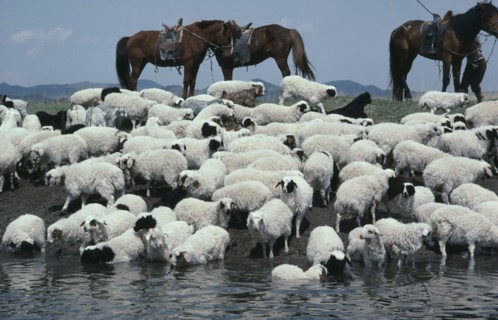 MONGOLIA, Agriculture, Mongolian herdsmen (part seen) watering flock of sheep with their horses