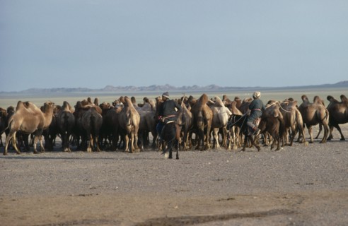MONGOLIA, South Gobi, Agriculture, "Mongolian herdsman and woman on horses herding camels in dry,