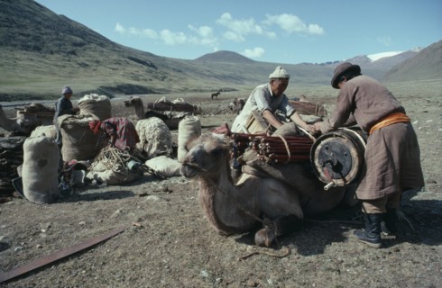 MONGOLIA, Transport, Nomads preparing to move camp loading camels.