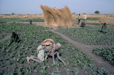 SUDAN, Agriculture, Farming, "Dinka tending tobacco crop, woman carrying child on her back in