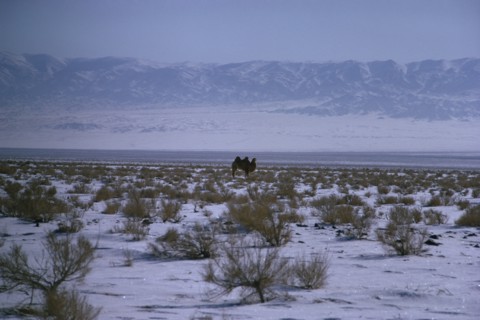 MONGOLIA, Mongolian Steppes, Mid-winter in snow-covered scrubland on the edge of the Gobi desert