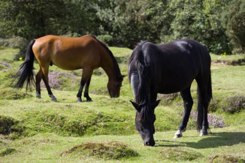 ENGLAND, Hampshire, The New Forest, Ogdens Purlieu a fertile valley near Ogden Village. Two New