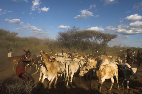 ETHIOPIA, Lower Omo Valley, Tumi, "Hama Jumping of the Bulls initiation ceremony, manovering the