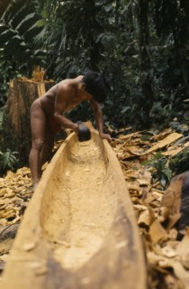 COLOMBIA, Choco, Embera Indigenous People, Embera man using axe or adze .  to hollow out dug out