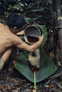 COLOMBIA, North West Amazon , Vaupes, Maku nomadic hunter Umero preparing curare from root liana