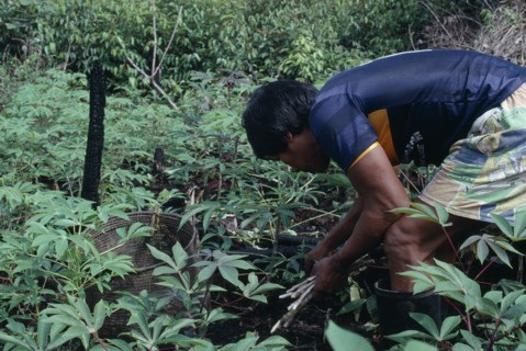 COLOMBIA, North West Amazon, Tukano Indigenous People, Venancio one of Ignacio's sons planting