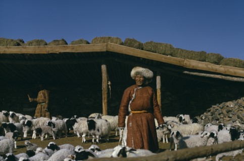 MONGOLIA, Agriculture, Khalkha winter sheep camp. Shepherd and daughter separating out lambs from