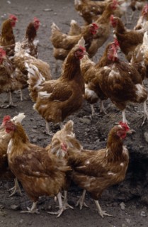 AGRICULTURE, Farming, Poultry, Free Range chickens.