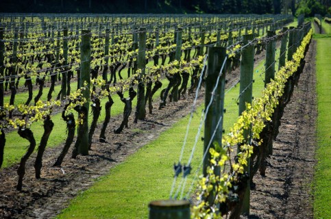 NEW ZEALAND, NORTH ISLAND, HAWKES BAY, "NAPIER, GENERAL VIEW OF VINES IN A VINEYARD EARLY IN THEIR