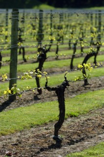 NEW ZEALAND, NORTH ISLAND, HAWKES BAY, "NAPIER, GENERAL VIEW OF VINES IN A VINEYARD EARLY IN THEIR