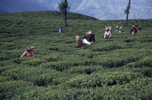 INDIA, West Bengal, Darjeeling, Tea pickers working on hilltop plantation putting picked leaves in