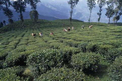 INDIA, West Bengal, Darjeeling, Tea pickers working on hilltop plantation putting picked leaves in