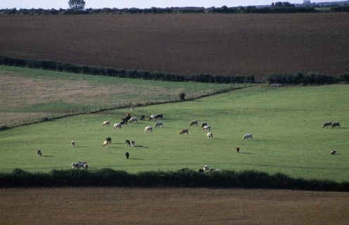 ENGLAND, Dorset, Agriculture, Agricultural landscape near Dorchester showing cattle grazing in