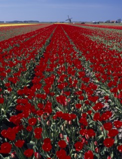HOLLAND, Noord Holland, Sint Maartensbrug, Field of tulips with a windmill in the far distance near