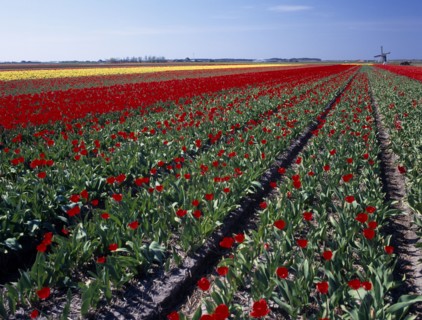HOLLAND, Noord Holland, Sint Maartensbrug, Field of red tulips with a windmill in the far distance