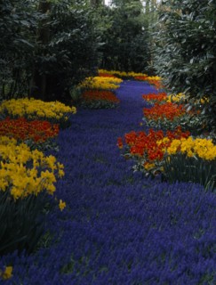 HOLLAND, South, Lisse, Keukenhof Gardens. A river of blue flowers running through a multicoloured
