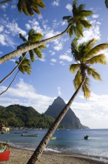 WEST INDIES, St Lucia, Soufriere, Fishing boats on the beach lined with coconut palm trees with the
