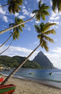 WEST INDIES, St Lucia, Soufriere, Fishing boats on the beach lined with coconut palm trees with the