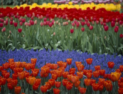 HOLLAND, South, Lisse, Keukenhof Gardens. Multicoloured tulip display