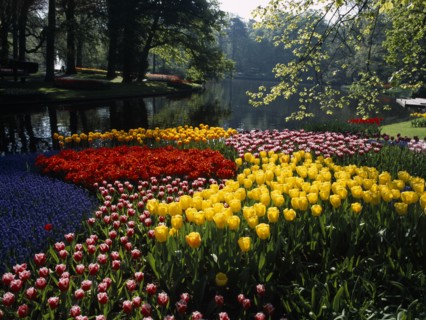 HOLLAND, South, Lisse, Keukenhof Gardens. A multicoloured display of tulips on the edge of the