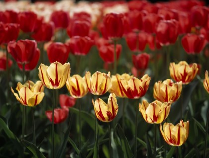 HOLLAND, South, Lisse, Keukenhof Gardens. Close up of  tulip display