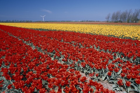 HOLLAND, Noord Holland, Sint Maartensbrug, Field of red and yellow tulips with a wind turbine in