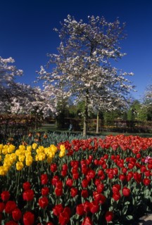HOLLAND, South, Lisse, Keukenhof Gardens. Multicoloured display of tulips with a white blossoming