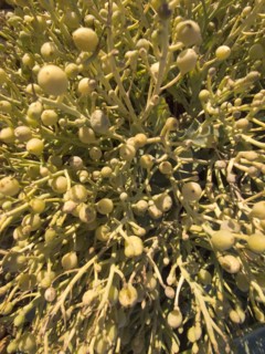 ENGLAND, Seaweed, Detail of Seaweed on beach