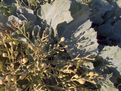 ENGLAND, Seaweed, Detail of Seaweed and Kale on beach