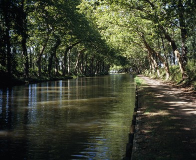 FRANCE, Midi-Pyrenees, Haute-Garonne, Canal du Midi.  Late summer sunshine filtering through plane