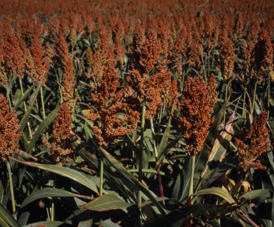 FRANCE, Midi-Pyrenees, Haute-Garonne, Close cropped view of growing millet filling frame.
