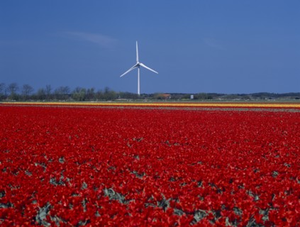 HOLLAND, Noord Holland, Sint Maartensbrug, Wind turbine in a field of red and yellow tulips near