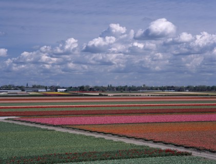 HOLLAND, South, Lisse, Tulip fields outside the Keukenhof Gardens viewed from the top of the parks