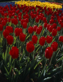 HOLLAND, South, Lisse, Keukenhof Gardens. Multicoloured display of tulips